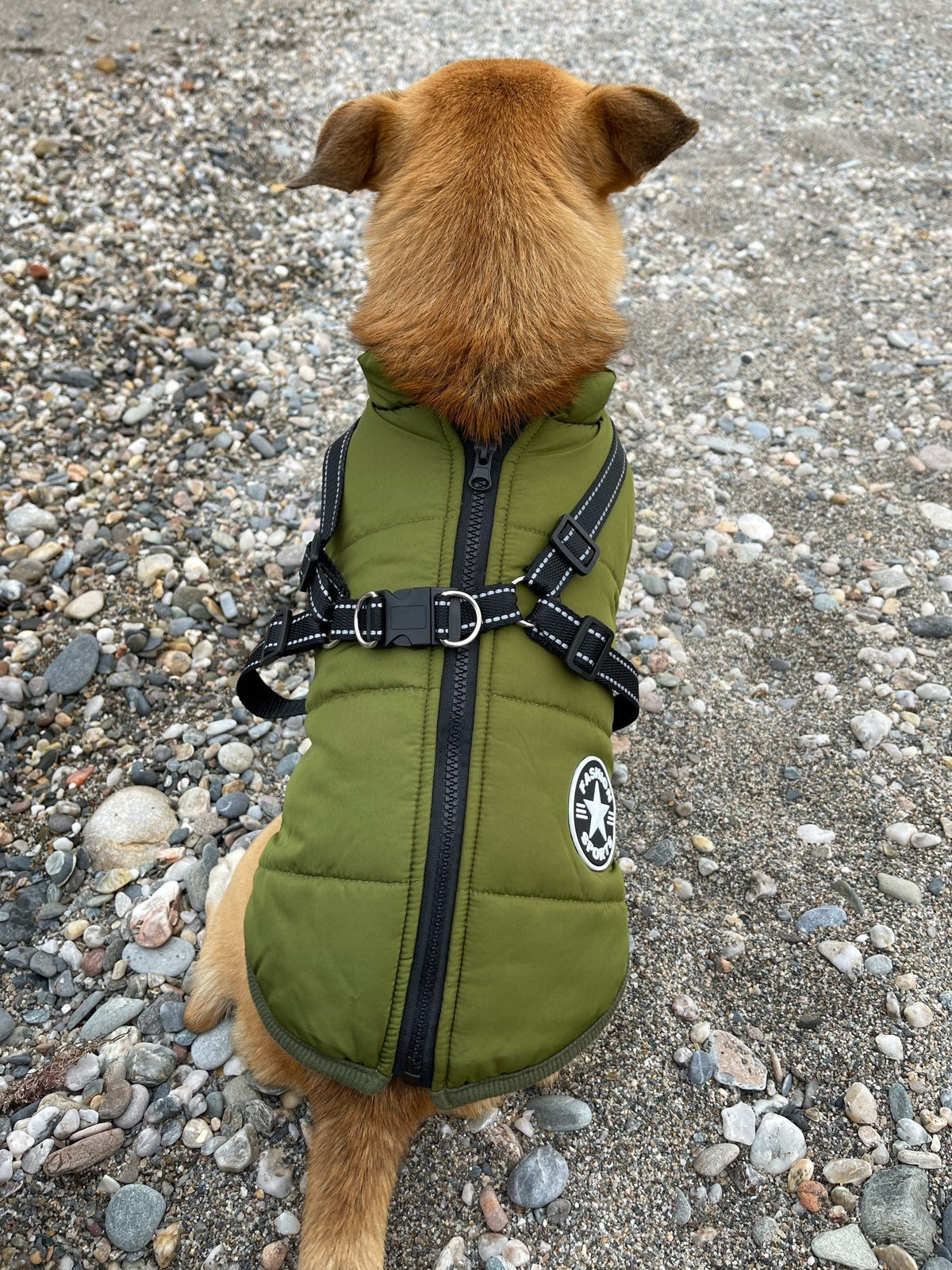 Dog Jacket Wind- & Water-Repellent Integrated Harness Reflective Strips