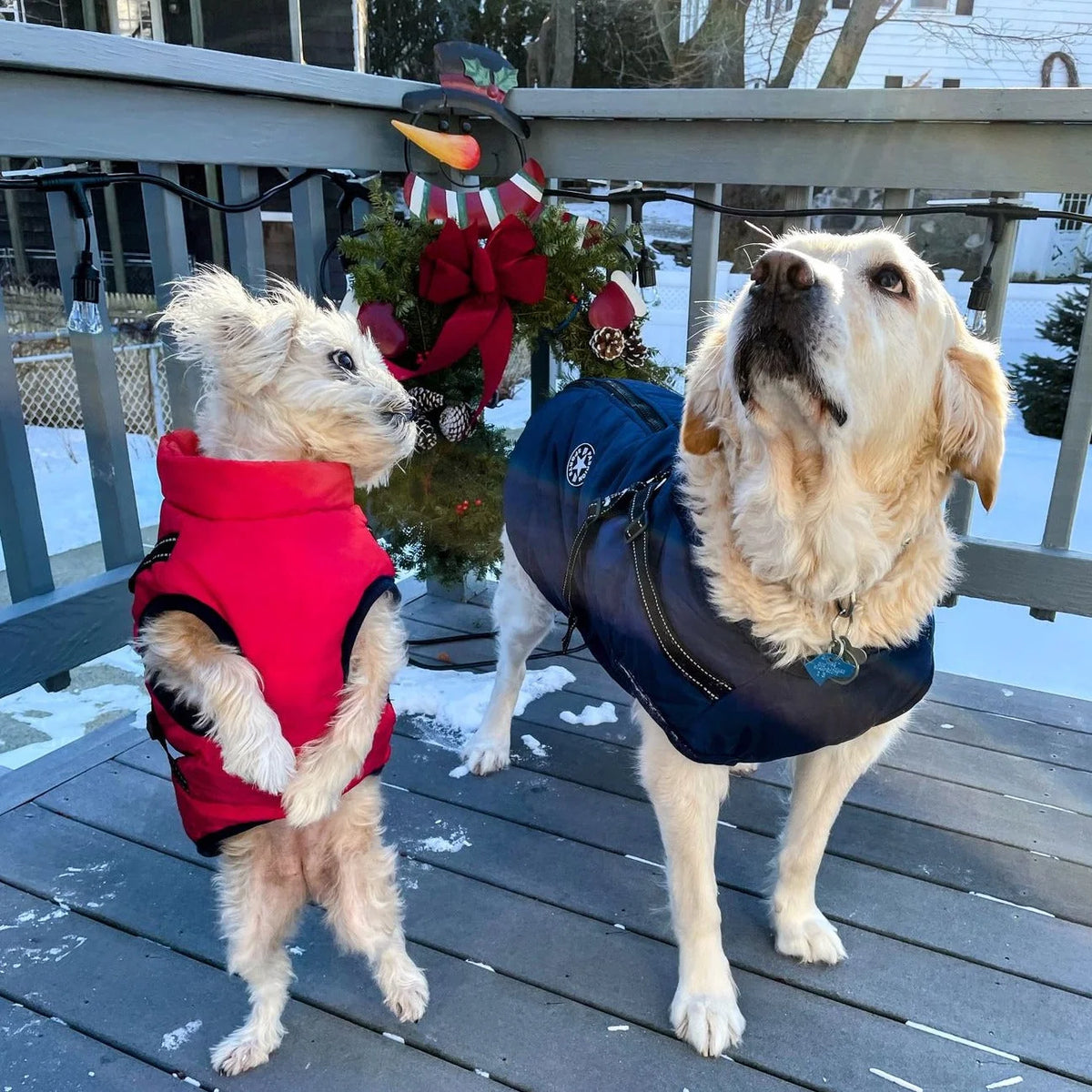 Dog Jacket Wind- & Water-Repellent Integrated Harness Reflective Strips
