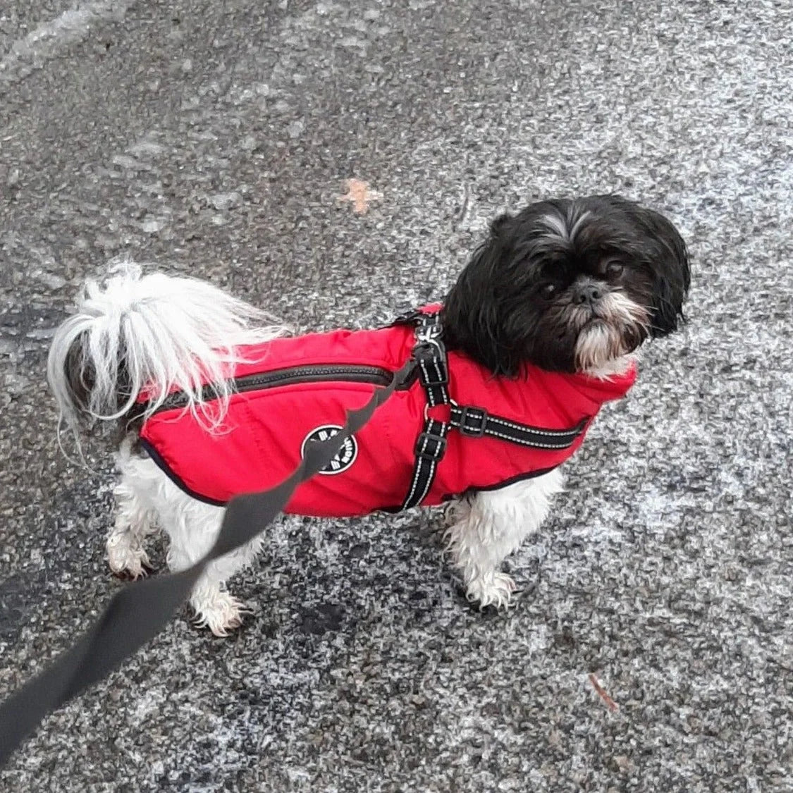 Dog Jacket Wind & Water-Repellent Integrated Harness Reflective Trim