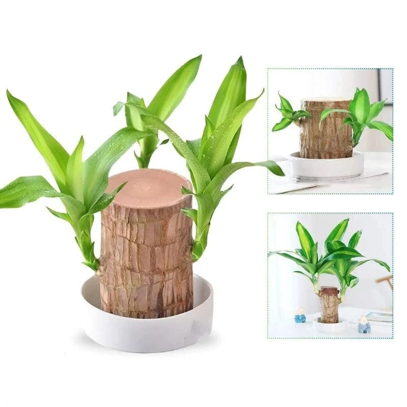 Indoor Plant Air-Purifying & Low-Light Tolerant