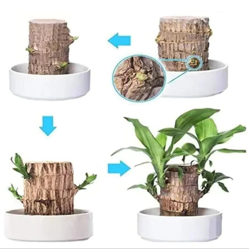 Indoor Plant Air-Purifying & Low-Light Tolerant