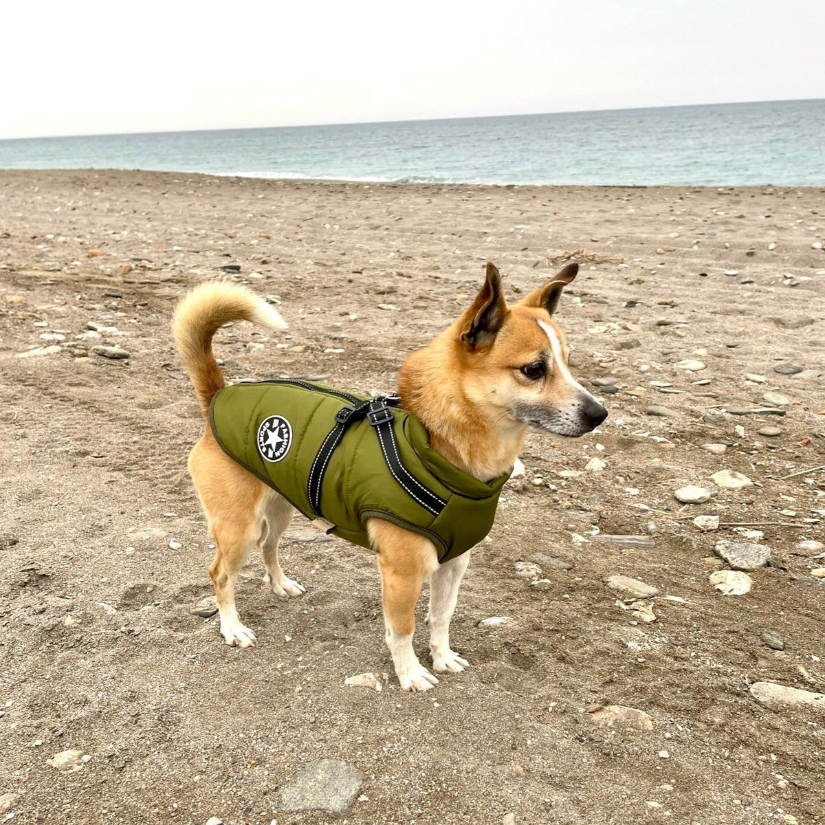 Dog Jacket Wind- & Water-Repellent Integrated Harness Reflective Strips