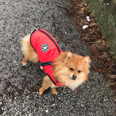 Dog Jacket Wind- & Water-Repellent Integrated Harness Reflective Strips