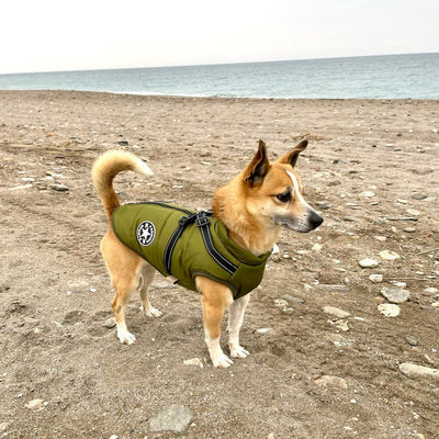 Dog Jacket Wind & Water-Repellent Integrated Harness Reflective Trim