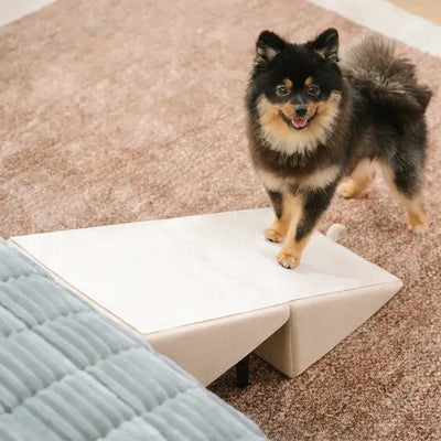 Dog Ramp Convertible Ramp & Steps 200 lb Capacity