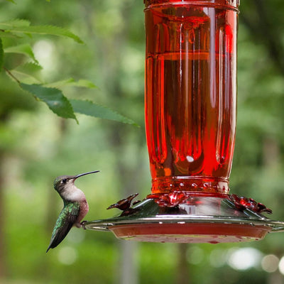 Hummingbird Feeder Six-Flower Ports Glass Ant Moat