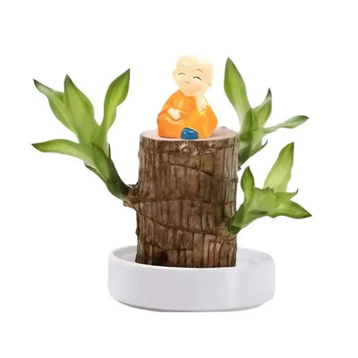 Indoor Plant Air-Purifying & Low-Light Tolerant