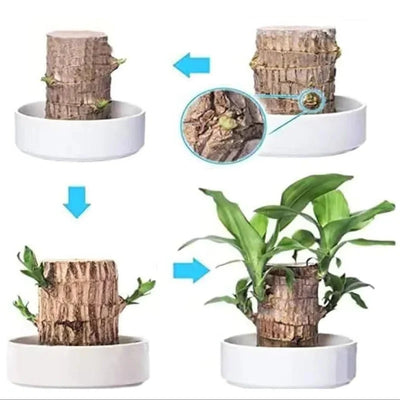 Indoor Plant Air-Purifying & Low-Light Tolerant