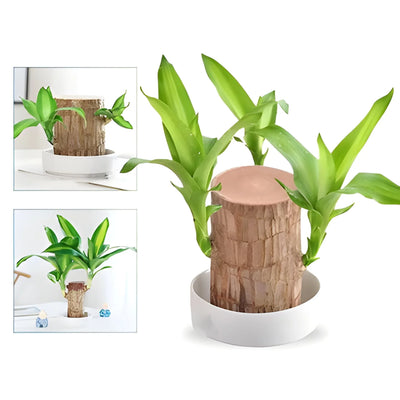 Indoor Potted Plant Low-Light & Air-Purifying Compact Roots
