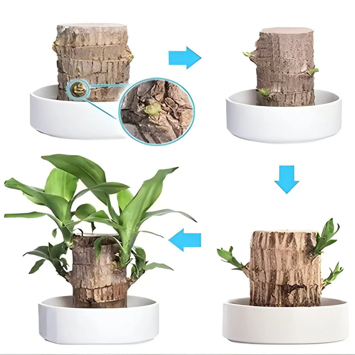 Indoor Potted Plant Low-Light & Air-Purifying Compact Roots