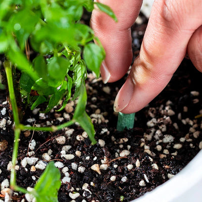Plant Fertilizer Sticks Slow-Release Root-Activated