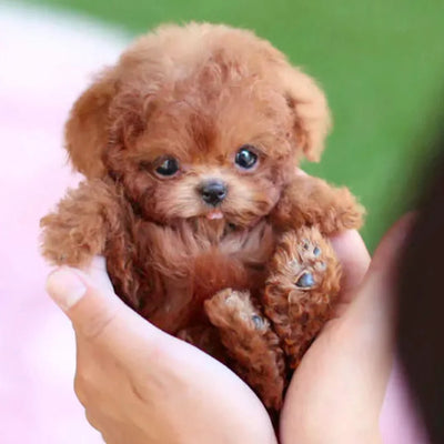 Plush Puppy Toy Touch-Responsive Movement & Sounds