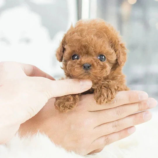 Robotic Puppy Toy Interactive Motion & Responsive Sensors