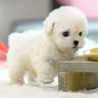 Robotic Puppy Toy Interactive Motion & Responsive Sensors