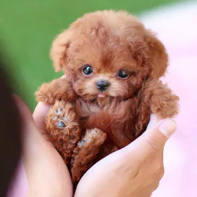 Robotic Puppy Toy Interactive Motion & Responsive Sensors